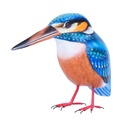Martin-Pêcheur Wood (11) - Bleu + Orange + Blanc
