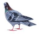 Pigeon Wood (18) - Gris + Brun + Vert