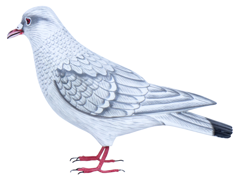 Colombe Wood (18) - Blanc + Gris