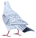 Colombe Wood (18) - Blanc + Gris