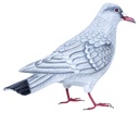 Colombe Wood (18) - Blanc + Gris