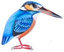Martin-Pêcheur Wood (11) - Bleu + Orange + Blanc
