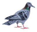Pigeon Wood (18) - Gris + Brun + Vert