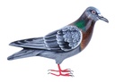 Pigeon Wood (18) - Gris + Brun + Vert