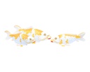 Koi Wood (40) - Blanc + Jaune (Set de 3)