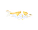 Koi Wood (40) - Blanc + Jaune (Set de 3)