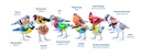 Bird Wood (10) - Mix Couleur & Modèle (Minimum 12 pcs)