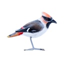 Bird Wood (10) - Mix Couleur & Modèle (Minimum 12 pcs)