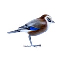 Bird Wood (10) - Mix Couleur & Modèle (Minimum 12 pcs)