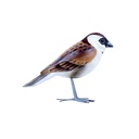 Bird Wood (10) - Mix Couleur & Modèle (Minimum 12 pcs)