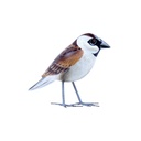 Bird Wood (10) - Mix Couleur & Modèle (Minimum 12 pcs)