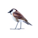 Bird Wood (10) - Mix Couleur & Modèle (Minimum 12 pcs)