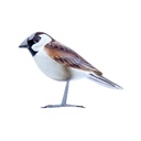 Bird Wood (10) - Mix Couleur & Modèle (Minimum 12 pcs)