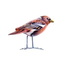 Bird Wood (10) - Mix Couleur & Modèle (Minimum 12 pcs)