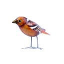 Bird Wood (10) - Mix Couleur & Modèle (Minimum 12 pcs)