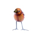 Bird Wood (10) - Mix Couleur & Modèle (Minimum 12 pcs)
