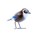 Bird Wood (10) - Mix Couleur & Modèle (Minimum 12 pcs)