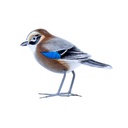 Bird Wood (10) - Mix Couleur & Modèle (Minimum 12 pcs)