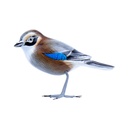 Bird Wood (10) - Mix Couleur & Modèle (Minimum 12 pcs)
