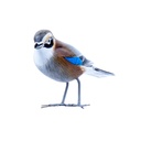Bird Wood (10) - Mix Couleur & Modèle (Minimum 12 pcs)