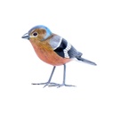 Bird Wood (10) - Mix Couleur & Modèle (Minimum 12 pcs)