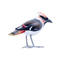 Bird Wood (10) - Mix Couleur & Modèle (Minimum 12 pcs)