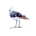 Bird Wood (10) - Mix Couleur & Modèle (Minimum 12 pcs)