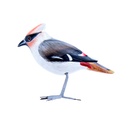 Bird Wood (10) - Mix Couleur & Modèle (Minimum 12 pcs)