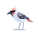 Bird Wood (10) - Mix Couleur & Modèle (Minimum 12 pcs)