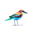 Bird Wood (10) - Mix Couleur & Modèle (Minimum 12 pcs)