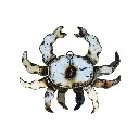 CRABHGUP25 (2).webp