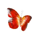 PBUTTFLY50 (2).webp