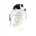PENGUIN37 (3).webp