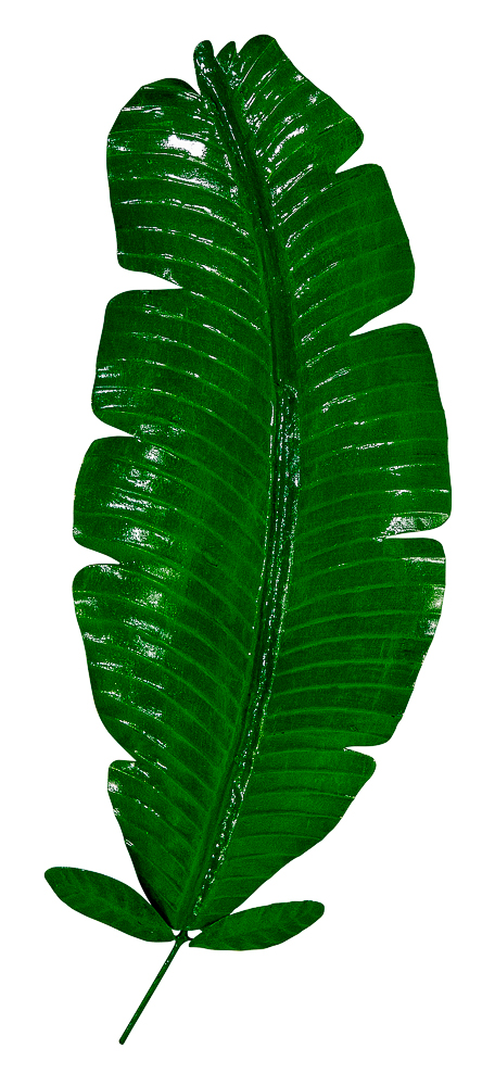 Pimp Banana Leaf (70) - Green