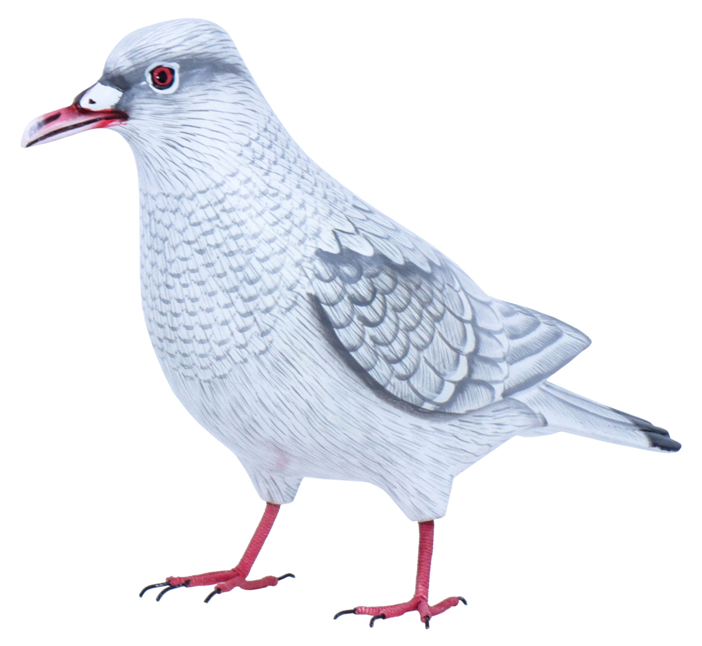 Colombe Wood (18) - Blanc + Gris