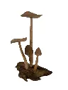 Carved Mushrooms (37)