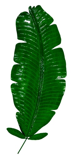 [PBL70-03] Pimp Banana Leaf (70) - Green