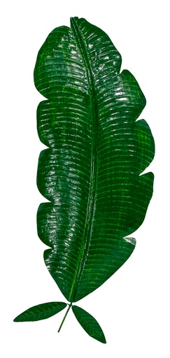 [PBL90-03] Pimp Banana Leaf (90) - Green